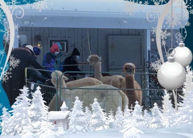 Holiday Open Farm Days