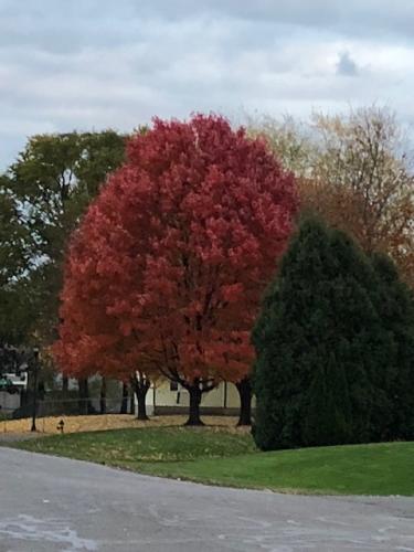 Multi-colored-Maples